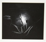 [Untitled, image of a water lily pad] ; Wells, Alice; ca. 1965; 1972:0287:0215