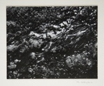 [Untitled, Abstraction of natural forms]; Wells, Alice; ca. 1965; 1972:0287:0170