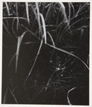 [Untitled, Image of plant material]; Wells, Alice; ca. 1962; 1972:0287:0140