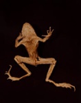IX. GARDEN TOAD (Bufo americanus); Frampton, Hollis; 1982; 1986:0018:0013