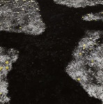 Untitled [Dandelions]; Jones, Harold; ca. 1960s; 1971:0070:0001