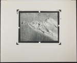 Untitled [Beach grass and feather.]; Enos, Franklin; 1970; 1972:0067:0001