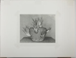 Untitled [Potted succulent plant.]; Enos, Franklin; 1972; 1972:0069:0001