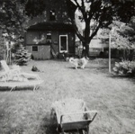 Untitled, [Collie dog stands in yard in front of a house].; Nettles, Bea; c.a. 1980; 1987:0012:0002