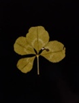 I. WHITE CLOVER (Melilotus alba); Frampton, Hollis; 1982; 1986:0018:0003
