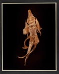 IV. CHIMAERA (Challorhynchus capensis); Frampton, Hollis; 1982; 1986:0018:0006