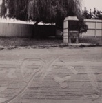 [Sand with footprints, tree and fence in background]; Bishop, Michael; 1969; 1982:0070:0001