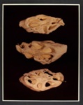 V. LOTUS (Nelumbo nucifera); Frampton, Hollis; 1982; 1986:0018:0007