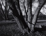 Untitled [Trees]; Buld, John; 1971:0539:0001
