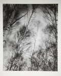 [Untitled, Blurred image of tree tops]; Wells, Alice; ca. 1962; 1972:0287:0164