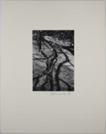 Untitled [Blossoms]; Smith, Debbie; 1974; 1978:0129:0008