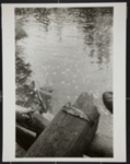 [Trout on a piece of wood by the water]; Carter, Joe; 1974; 1984:0009:0001