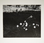 [Untitled, image of flowers in graveyard]; Wells, Alice; ca. 1965; 1972:0287:0151