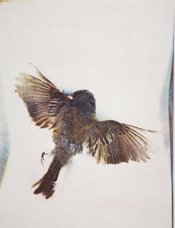dead-bird-sheridan-sonia-landy-1972-1981-0039-0020-ehive