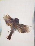 Dead Bird; Sheridan, Sonia Landy; 1972; 1981:0039:0020