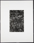 Untitled [medium view of wilted plants]; Beitzell, Neil; ca. 1970; 1971:0353:0001