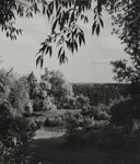 Untitled [Field and trees]; Keiper, Elisabeth; ca. 1940s; 1978:0117:0004