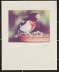 Male rose breasted grosbeak; Enos, Franklin; ca. early 1970s; 1976:0001:0001 Male rose breasted grosbeak; Enos, Franklin; ca. early 1970s; 1976:0001:0001
