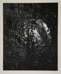 [Untitled, image of weeds and reflection of water]; Wells, Alice; 1962; 1972:0287:0116