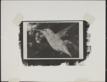 Untitled [Hummingbird]; Enos, Franklin; 1970; 1972:0029:0001