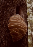 Untitled [Fungus]; Slater, Rusty; 1978; 1983:0057:0001