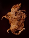 XIII. BROWN RAT (Rattus rattus); Frampton, Hollis; 1982; 1986:0018:0015