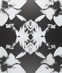 Untitled [Flowers]; Lyons, Joan; ca. 1970s; 1987:0090:0022