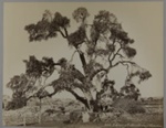 Chêne d'Abraham, Palestine; Bonfils, Félix; c.a. 1870; 1977:0022:0012