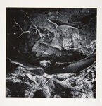 [Untitled, abstraction of a natural form]; Wells, Alice; 1963; 1972:0287:0098