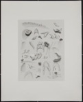 Untitled [Teeth, shell, and claw]; Connor, Linda; 1971; 1979:0034:0001