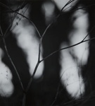 Grasses III; Prather, Winter; 1968; 1981:0025:0015