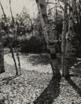 Paper Birches; Genesee Camera Club; undated; 1978:0115:0003