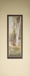 Untitled [Birch trees]; Thompson, Fred; ca. 1900s; 1986:0022:0008