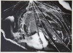 [Untitled, Abstraction of natural forms]; Wells, Alice; ca. 1962; 1972:0287:0139