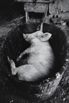 Untitled [Hog in a bucket]; Saur, Francoise; ca. 1970s; 1986:0015:0003