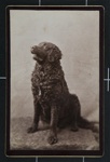 [Black Fluffy Dog]; J. L. Harris; ca. 1890; 1977:0036:0061 