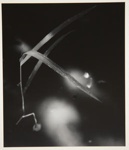 [Untitled, Abstraction of plant forms]; Wells, Alice; ca. 1962; 1972:0287:0146