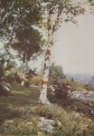 Birches; Lamson Studio; 1904; 1986:0023:0005