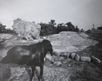 Untitled [Dogs and rock formations]; Toth, Carl; ca. 1974; 1976:0042:0004