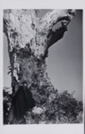 The Tree of Fear No. 1; Laughlin, Clarence John; 1941; 2011:0019:0055