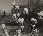Japanese Magnolia; Genesee Camera Club; undated; 1978:0115:0005