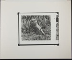 Untitled [Burrowing owl.]; Enos, Franklin; 1972; 1972:0068:0001