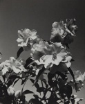 Untitled [Flowers]; Keiper, Elisabeth; ca. 1940s; 1978:0117:0005