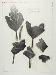 Untitled [Yucca leaf folding up]; Lyons, Joan; ca. 1970s; 1987:0090:0012
