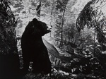 Untitled [Bear]; Jennings, Joseph; 1973; 1973:0076:0003