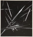 [Untitled, Image of plants]; Wells, Alice; ca. 1962; 1972:0287:0147