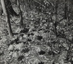 Untitled [Leaves]; Keiper, Elisabeth; ca. 1940s; 1978:0117:0015