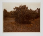 Falling Oranges, Lutz, Florida; Pfahl, John; 1977; 1981:0015:0002