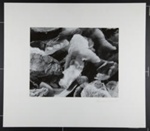 [abstract double exposure of shells] ; Freemesser, Bernard; 1969; 1982:0109:0002 