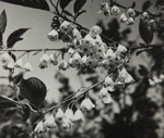 Untitled [Blossoms]; Keiper, Elisabeth; ca. 1940s; 1978:0117:0007